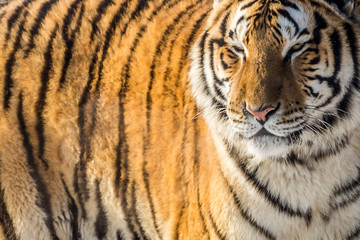 Siberian Tiger (Panthera tigris altaica)