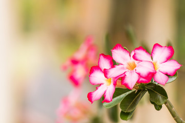 Desert Rose flower, Impala Lily