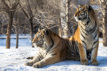 Fototapeta na wymiar Siberian Tiger (Panthera tigris altaica)