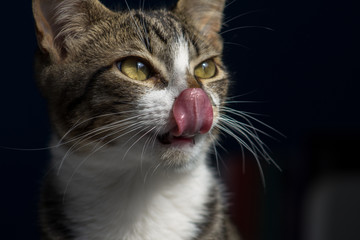 Cat thinking in food