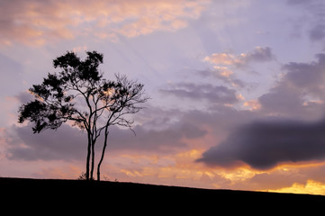 Obraz na płótnie Canvas Alone tree on the hill with drametic sky