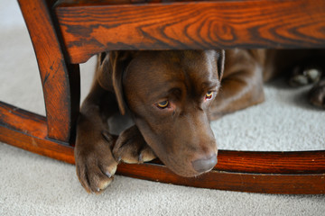 Sad chocolate lab puppy hiding under chair