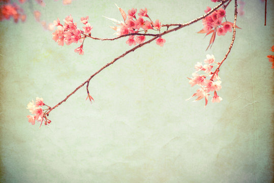 Vintage paper postcard - beautiful sakura tree flower (cherry blossom) in spring. vintage color tone style.