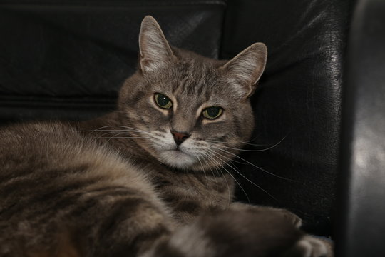Puzzy cat