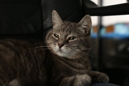 Puzzy cat