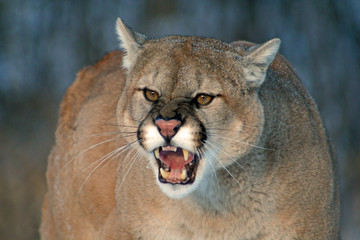 Majestic Cougar