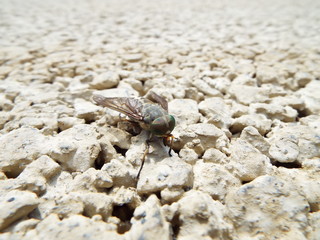 ウシアブ horsefly
