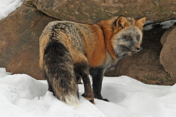 The Unique Cross Fox