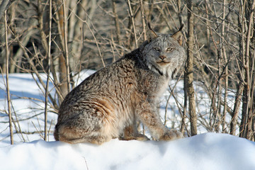 Canada Lynx in the Snow