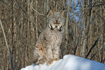 Canada Lynx in the Snow