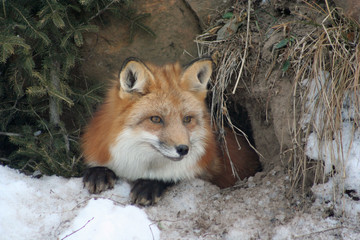 Gorgeous Red Fox in her Winter Coat