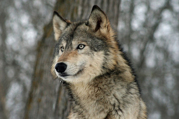 Lone Gray Wolf