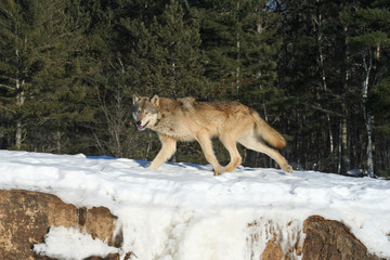 Fototapeta premium Gray Wolf Running