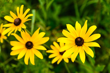 Group of Black-Eyed-Susans