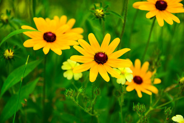 Black-Eyed-Susan's - Up Close with other flowers