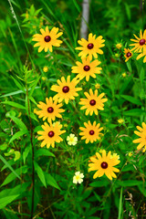 Black-eyed-susans - Vertical