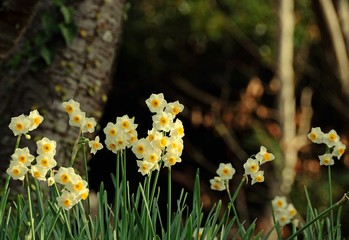 ビンテージのスイセン

