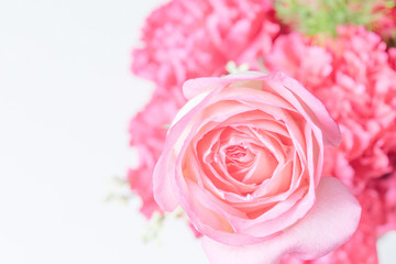 Close up of beautiful  rose flower background