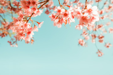 beautiful vintage sakura flower (cherry blossom) in spring. vintage color tone © jakkapan