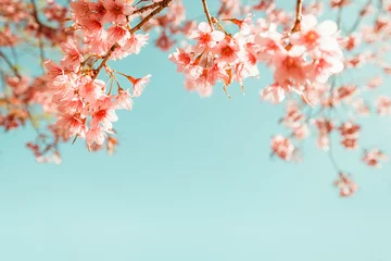 Foto auf Leinwand beautiful vintage sakura flower (cherry blossom) in spring. vintage color tone © jakkapan