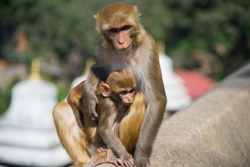 Monkey in Pashupatinath, Kathmandu, Nepal. - 134073519