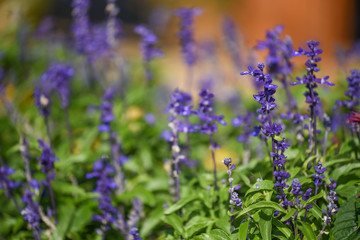 Blue Salvia flower in the garden