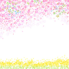 Obraz na płótnie Canvas 桜　菜の花　背景