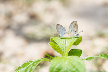 Mating of Tiny Grass Blue butterfly on plant
