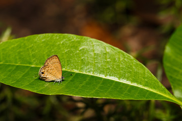 The common lineblue butterfly resting on green leaf