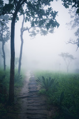 Obraz premium garden park outdoor fog down.thailand