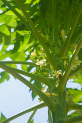 Papaya flower bloom.