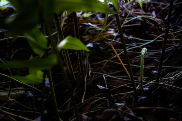 newly fern frond