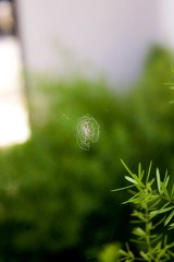 tiny spiderweb on its  green habitat