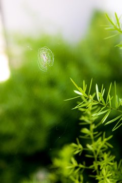 tiny spiderweb on its  green habitat