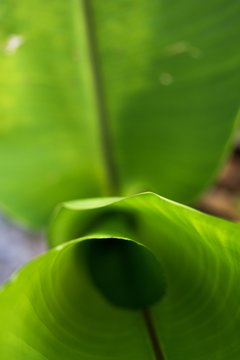 Inside unrolling bird of paradise leaf