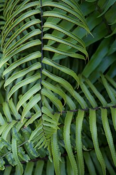 Jungle fern leaves