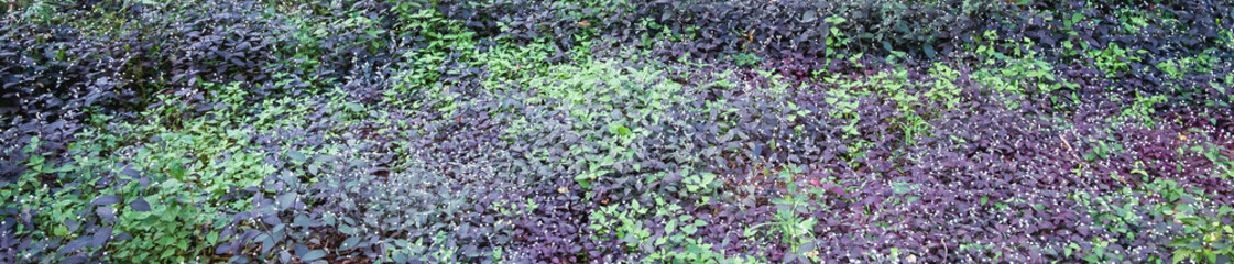 Purple and green leaves , tree in tropical forest