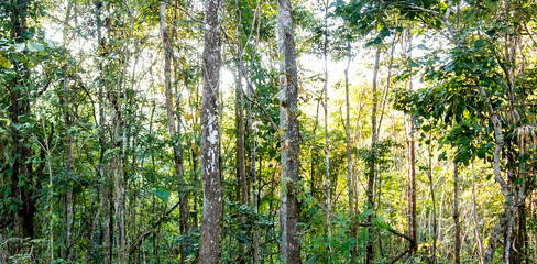 Green and yellow leaves , tree in tropical forest