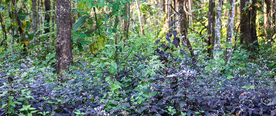 Naklejka premium Purple and green leaves , tree in tropical forest