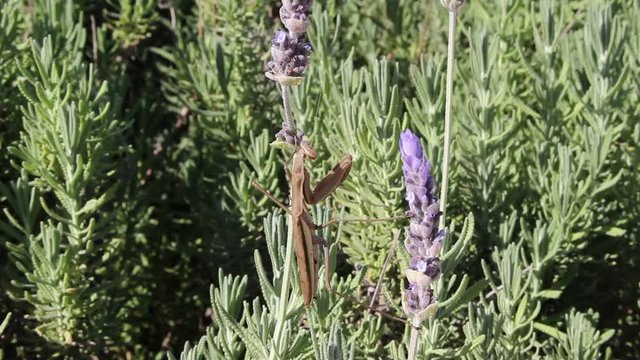蝶を狙うカマキリ