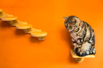 Cat sitting on wood shelf with orange background