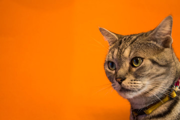 Cat with gray and white fur color on orange wall background