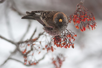 Asian Rosy-finch in the winter on Kamchatka