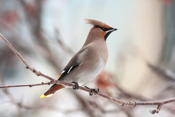 waxwing winter small bird
