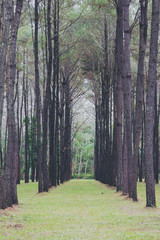 Fototapeta premium Pine tree garden , green nature background