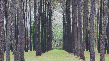 Pine tree garden , green nature background