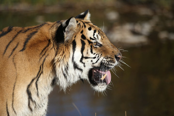 Captive Siberian Tiger in Water scene