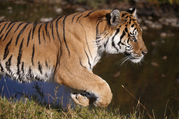 Captive Siberian Tiger in Water scene