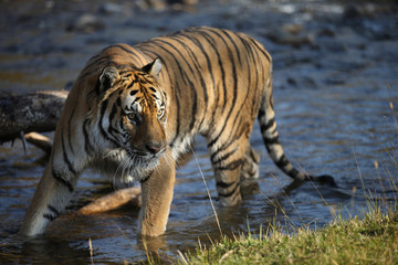 Captive Siberian Tiger in Water scene