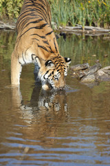 Fototapeta na wymiar Captive Siberian Tiger in Water scene